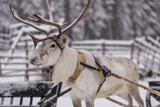 Kuoksa Reindeer Farm Visit with a Short Sleigh Ride - What the three-hour visit is likely to include