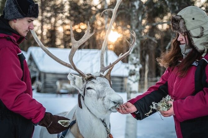 Kuoksa Reindeer Farm Visit with a Short Sleigh Ride - The sleigh ride and its weather limit