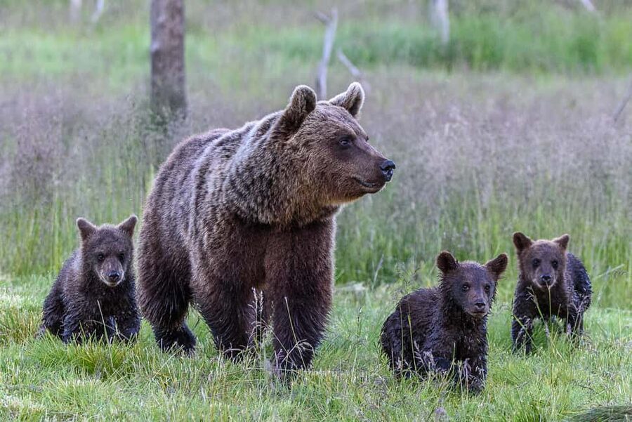 Kuusamo: Bear watching evening - Key points at a glance