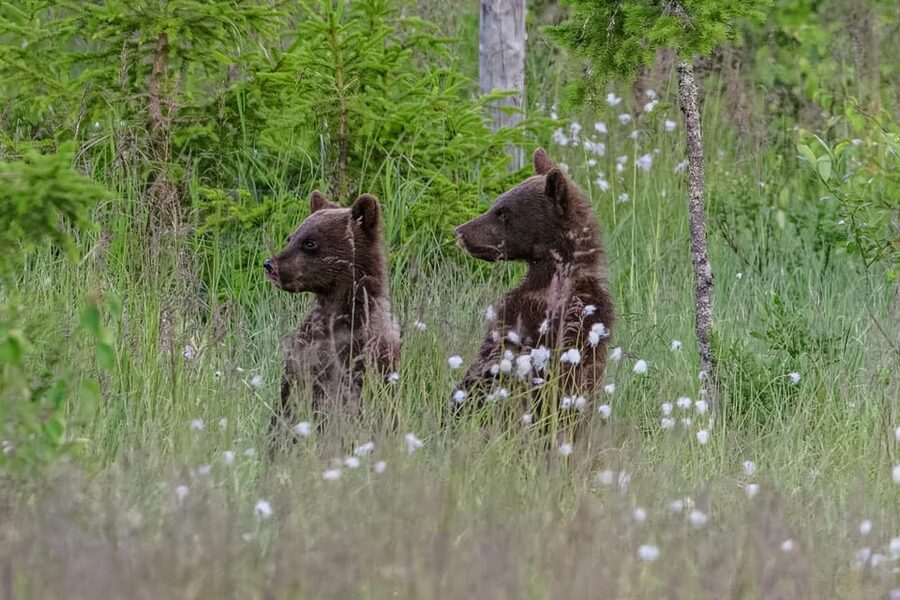 Kuusamo: Bear watching evening - Simple ways to prepare