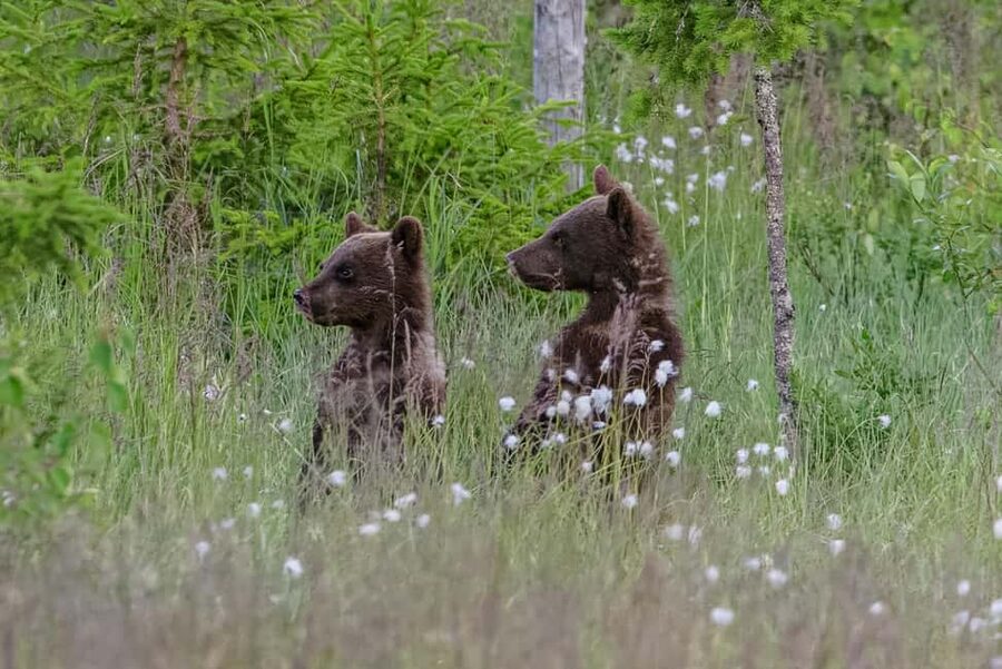 Kuusamo: Bear watching evening - Why this Kuusamo bear evening is special