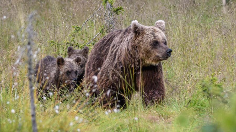 Kuusamo: Bear watching evening - Four hours inside the bear hide