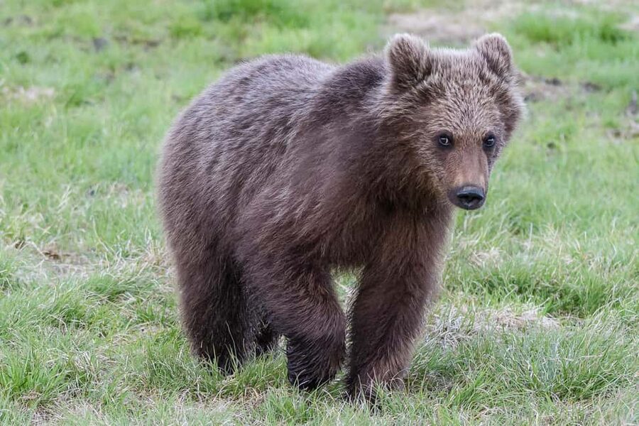 Kuusamo: Bear watching evening - Photography help for phones and serious cameras