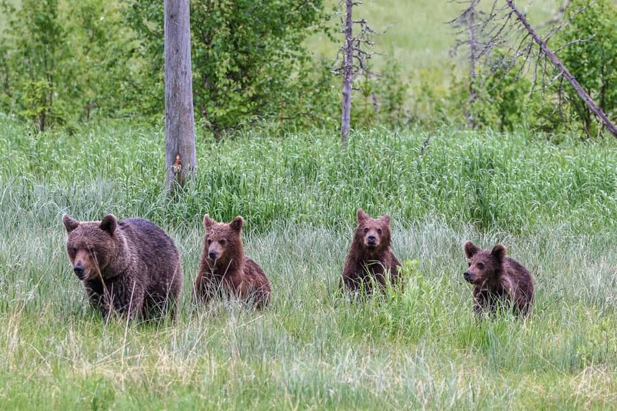 Kuusamo: Bear watching evening - What the $176 price buys you