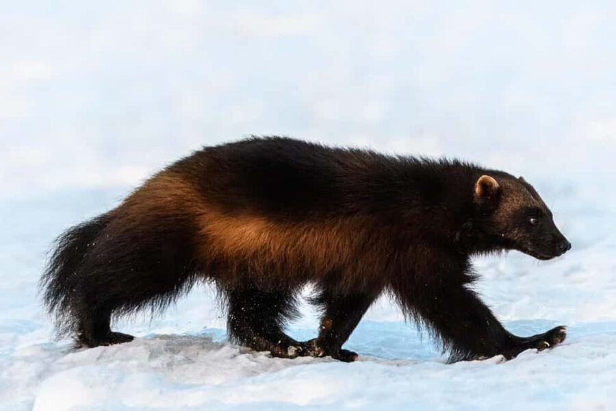 Kuusamo: Bear watching evening - Who should book this experience