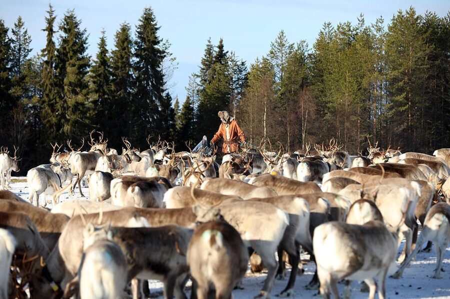Kuusamo: Morning Feeding of Hundreds of Reindeer - Key points to know before feeding the herd