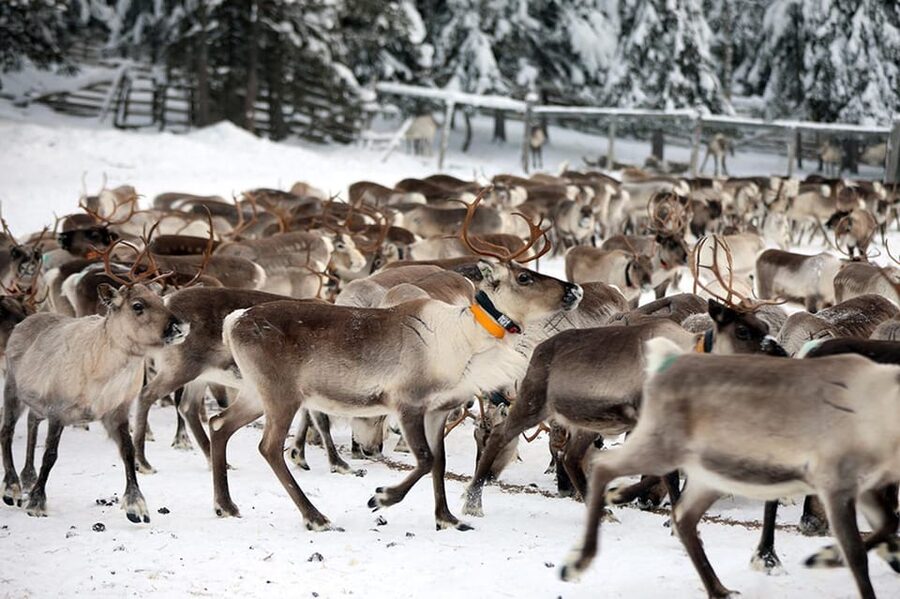 Kuusamo: Morning Feeding of Hundreds of Reindeer - A breakfast call at Kujala Reindeer Farm