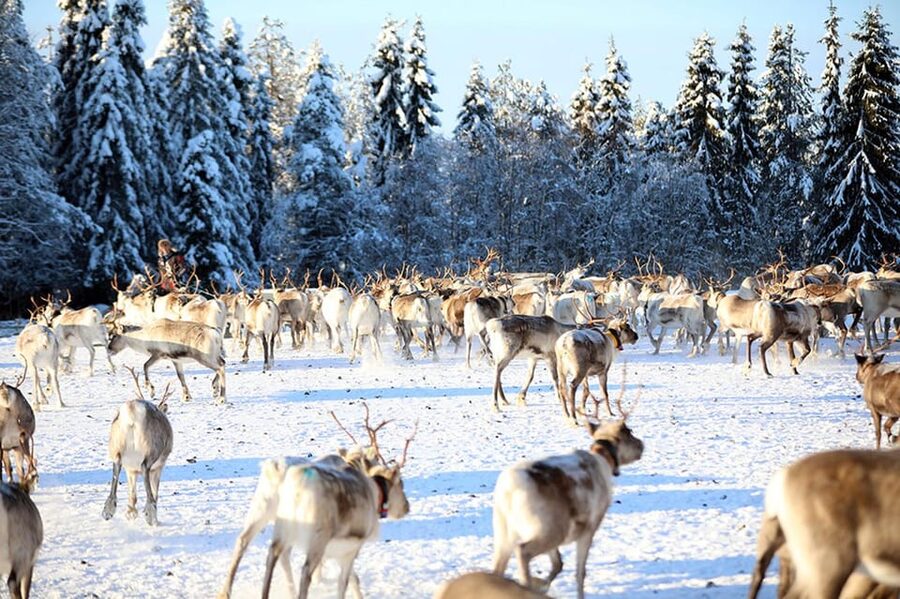 Kuusamo: Morning Feeding of Hundreds of Reindeer - Inside one of Kuusamo’s oldest farms