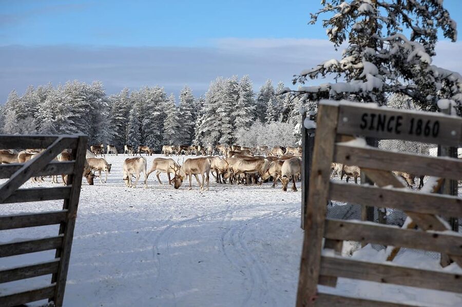 Kuusamo: Morning Feeding of Hundreds of Reindeer - Meeting the guides and learning the farm routine