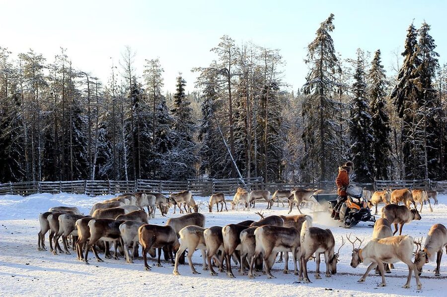 Kuusamo: Morning Feeding of Hundreds of Reindeer - What the one-hour format gives you