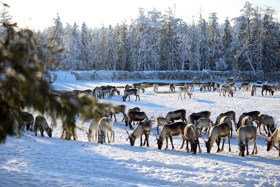 Kuusamo: Morning Feeding of Hundreds of Reindeer - Feeding reindeer their favorite lichen
