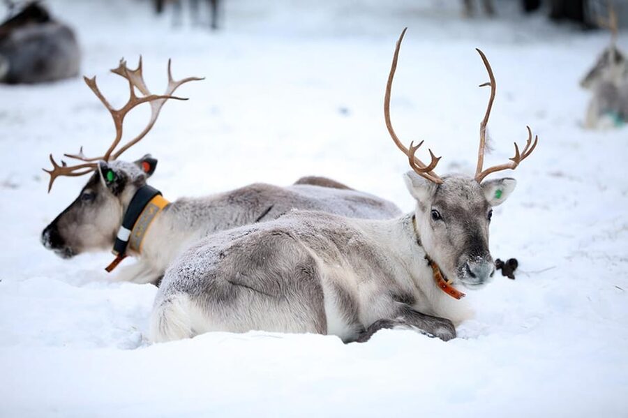 Kuusamo: Reindeer Farm Visit - Meeting the reindeer at the ancient corral