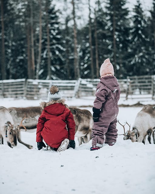 Kuusamo: Reindeer Farm Visit - A good choice for families and first-time visitors