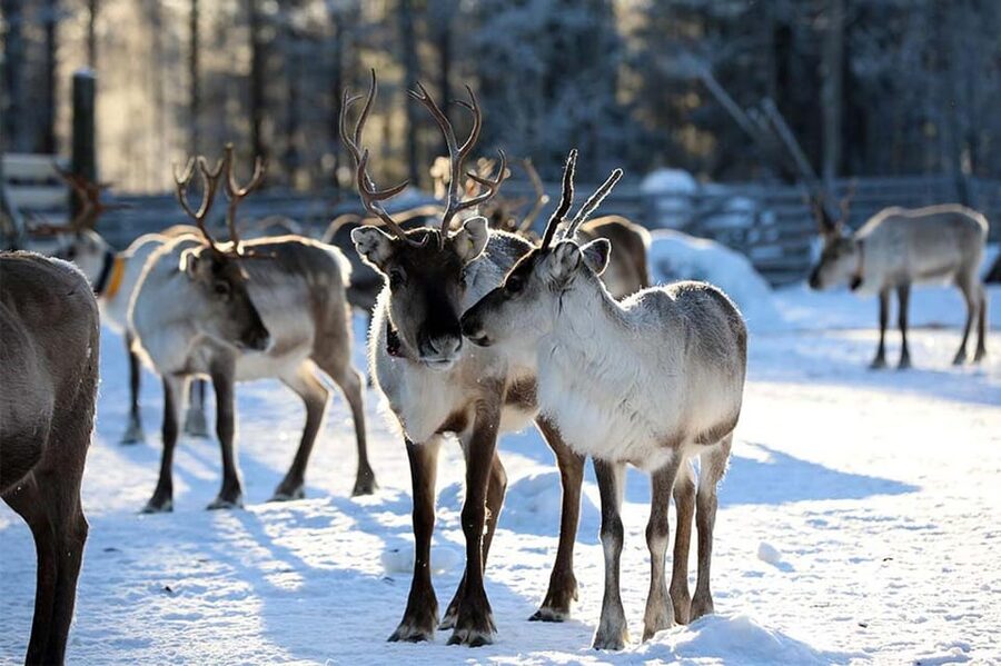 Kuusamo: Reindeer Farm Visit - What the one-hour visit includes