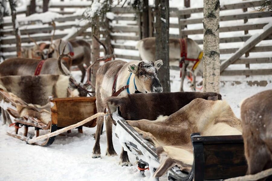 Kuusamo: Reindeer Sleigh Ride and Farm Visit - What the guide adds to the visit