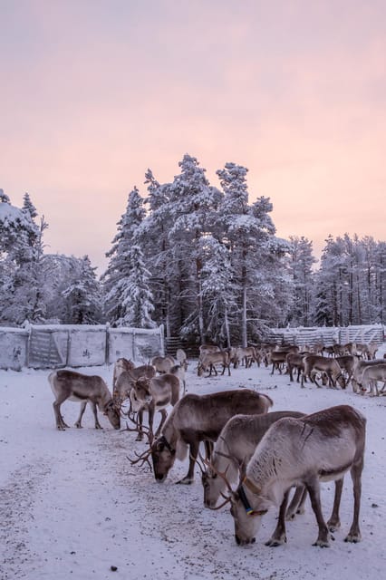 Kuusamo: Reindeer Sleigh Ride and Farm Visit - The farm shop and reindeer products