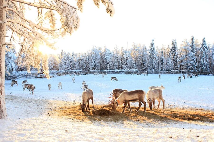 Kuusamo: Reindeer Sleigh Ride and Farm Visit - Who will enjoy this farm visit most?