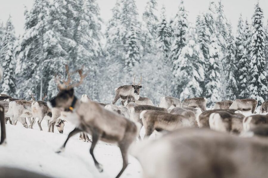 Kuusamo: Reindeer Sleigh Ride and Farm Visit - Timing, weather, and practical expectations