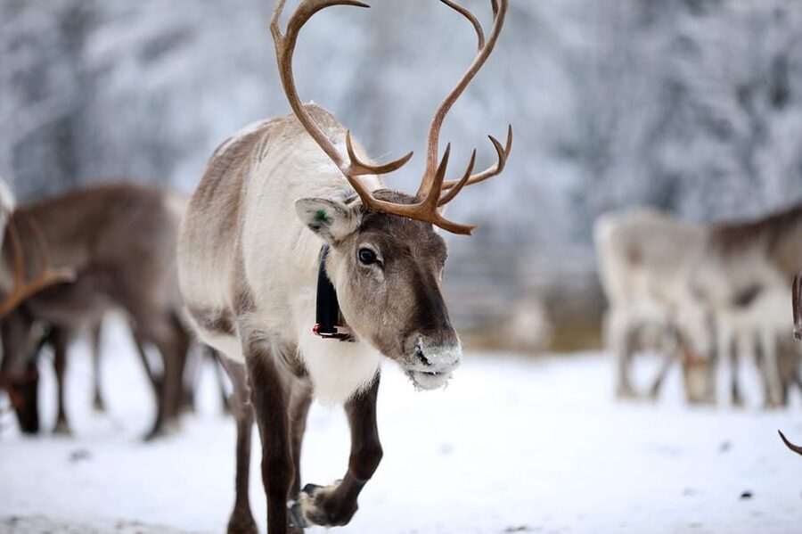 Kuusamo: Reindeer Sleigh Ride and Farm Visit - The 1.5 km sleigh ride through snow