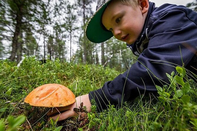 Lapland Berry Day Experience - Why berry picking feels different in Lapland