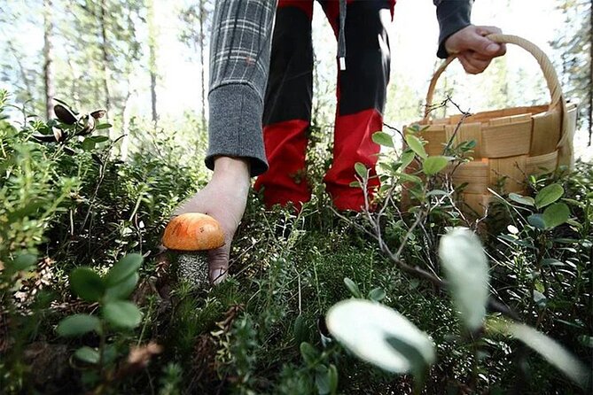 Lapland Berry Day Experience - Cloudberries, blueberries, and mushrooms