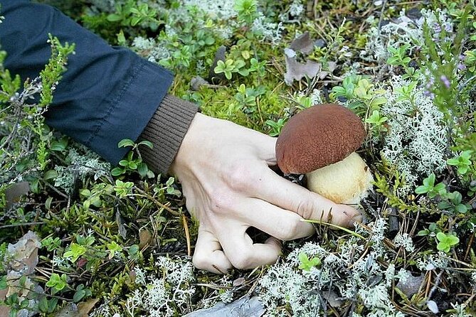 Lapland Berry Day Experience - Group size, minimum numbers, and flexibility