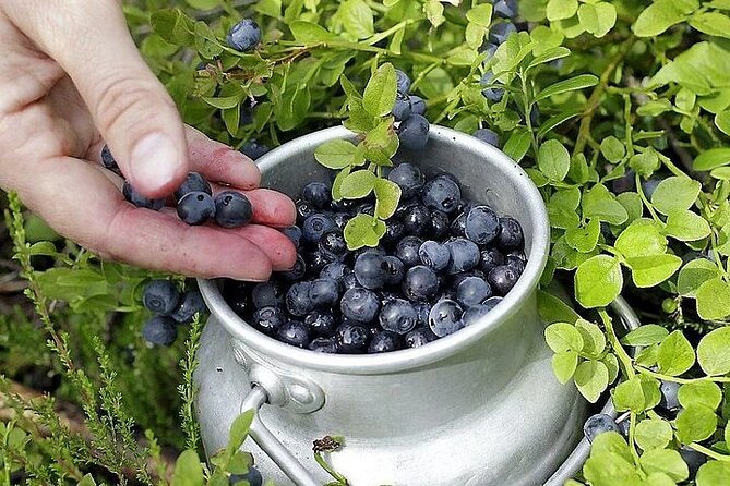Lapland Berry Day Experience - Who will enjoy this outing most