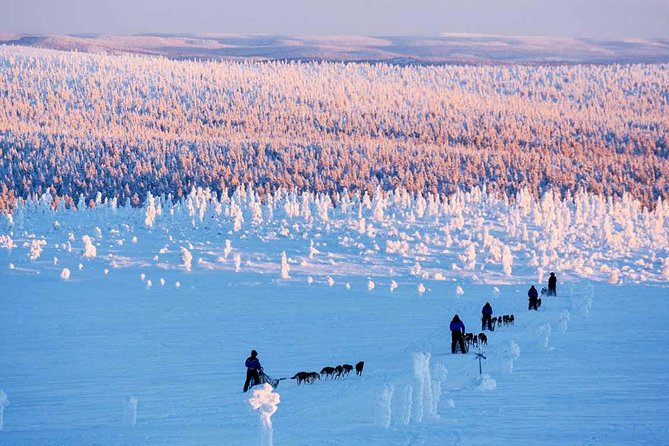 Lapland Husky Safari from Saariselkä - Why a Husky Sled Feels Different From a Snowmobile