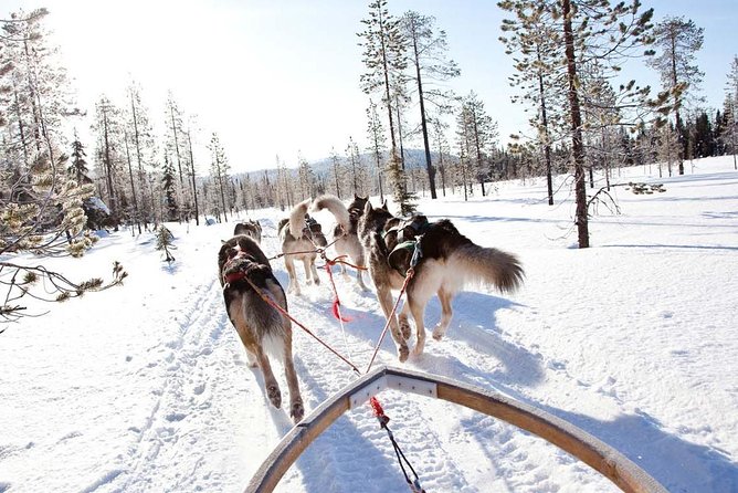 Lapland Husky Safari from Saariselkä - Starting From Saariselkä at 12:30