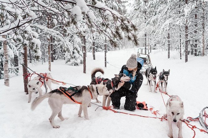 Lapland Husky Safari from Saariselkä - Meeting the Huskies and Seeing Farm Life