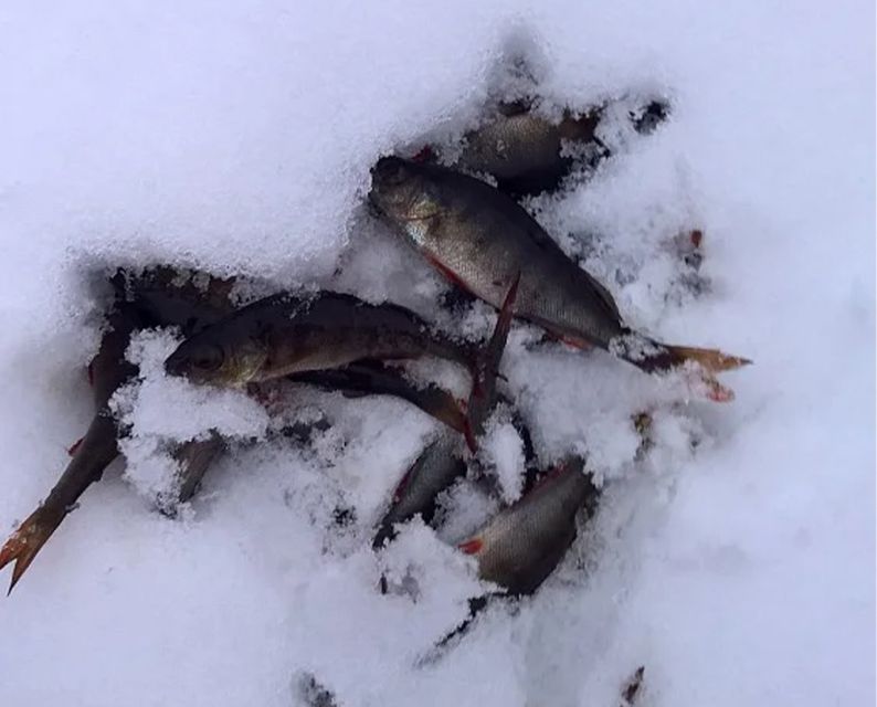 Lapland: Ice Fishing, Floating & BBQ Snow Adventure - Who will enjoy this most