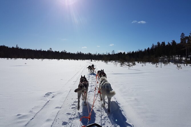 Lapland Reindeer and Husky Safari from Levi - The cold is not a minor detail