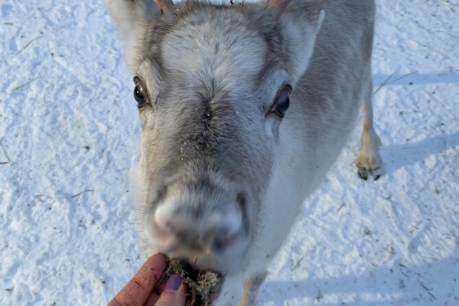 Lapland Reindeer and Husky Safari from Levi - Guides and the human side of the outing