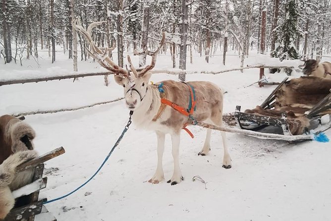 Lapland Reindeer and Husky Safari from Levi - Who will enjoy this experience most