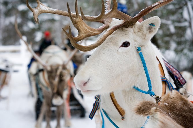 Lapland Reindeer and Husky Safari from Rovaniemi - A quick Arctic introduction from Rovaniemi