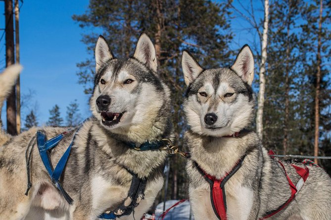 Lapland Reindeer and Husky Safari from Rovaniemi - Is three hours enough?
