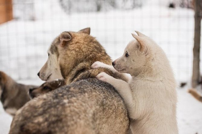 Lapland Reindeer and Husky Safari from Rovaniemi - Who should book this safari?