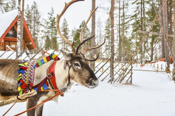 Lapland Reindeer and Husky Safari from Rovaniemi - What the reindeer sleigh is really like