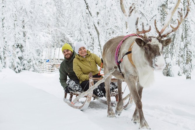 Lapland Reindeer Safari from Rovaniemi - Meeting the reindeer on a working farm