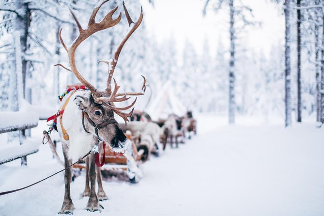 Lapland Reindeer Safari from Rovaniemi - What the price really buys you