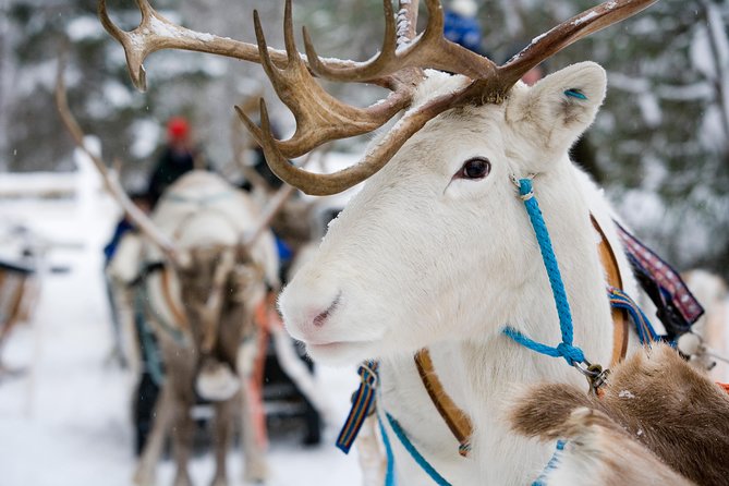 Lapland Reindeer Safari from Rovaniemi - The sleigh ride through snowy woods