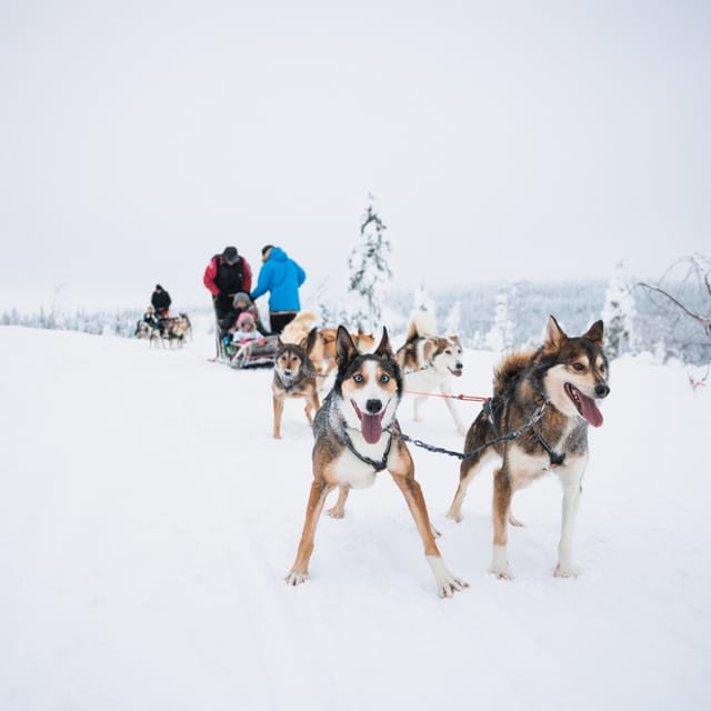 Levi: 15-Kilometres Self-Driving Husky Tour - Taking the reins near Levi