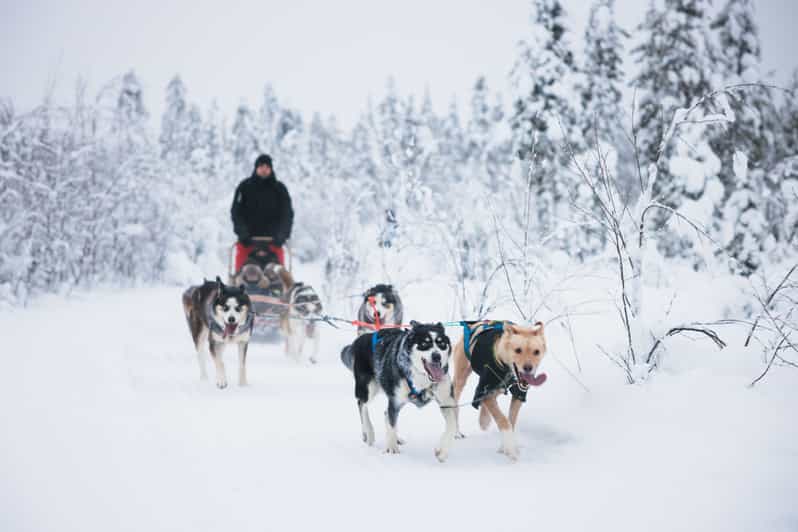 Levi: 15-Kilometres Self-Driving Husky Tour - Meeting the huskies before the ride