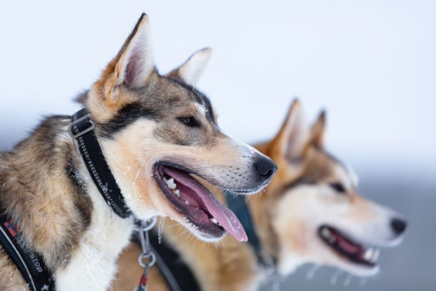 Levi: 7 km Self-Drive Husky Sledding Adventure - Seven kilometers through the Lappish countryside