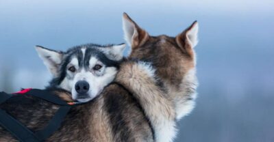 7 km Self-Drive Husky Sledding Adventure