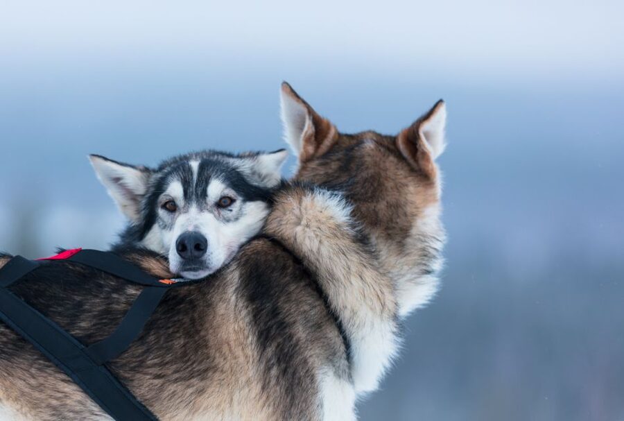 Levi: 7 km Self-Drive Husky Sledding Adventure - Is $234 per person good value?