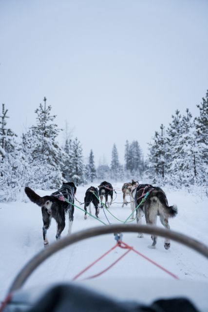 Levi: Evening Husky Sled Ride under the Northern Lights - Meeting the Huskies Before the Ride