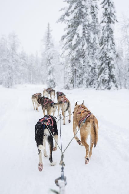 Levi: Guide-driven Husky Safari - From Hissitie 11 to the husky yard