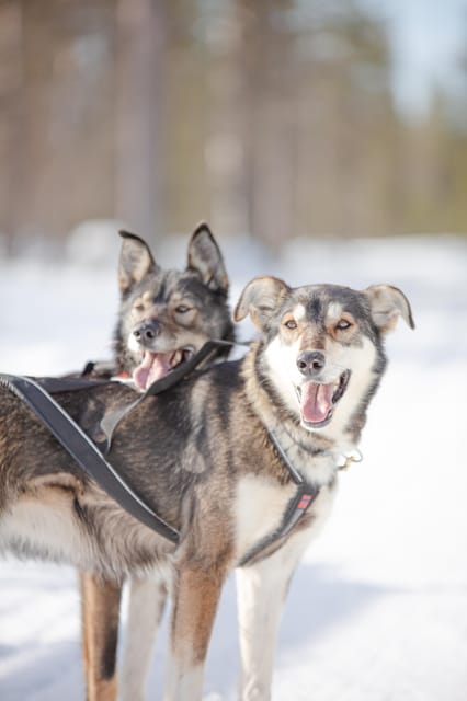 Levi: Guide-driven Husky Safari - A guide-driven ride through snowy forests