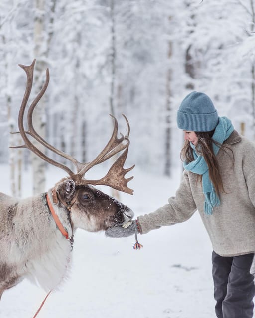 Levi: Horse and Husky Farm Visit with Juice and Cookies - Finnish horses and domestic reindeer